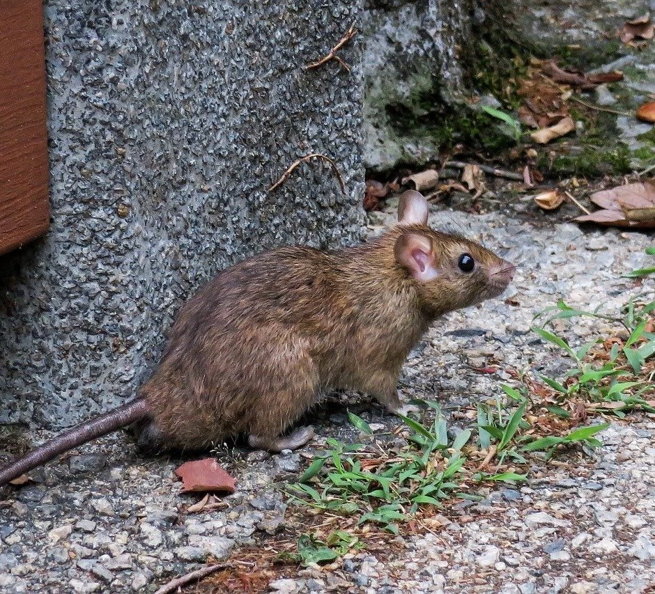 3 Mitos sobre Ratos que talvez você não conheça