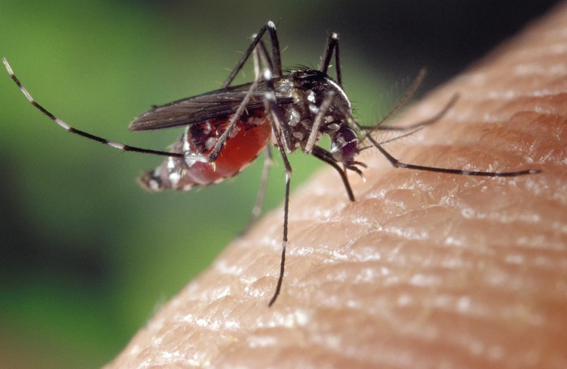 Atenção ao Zika vírus!