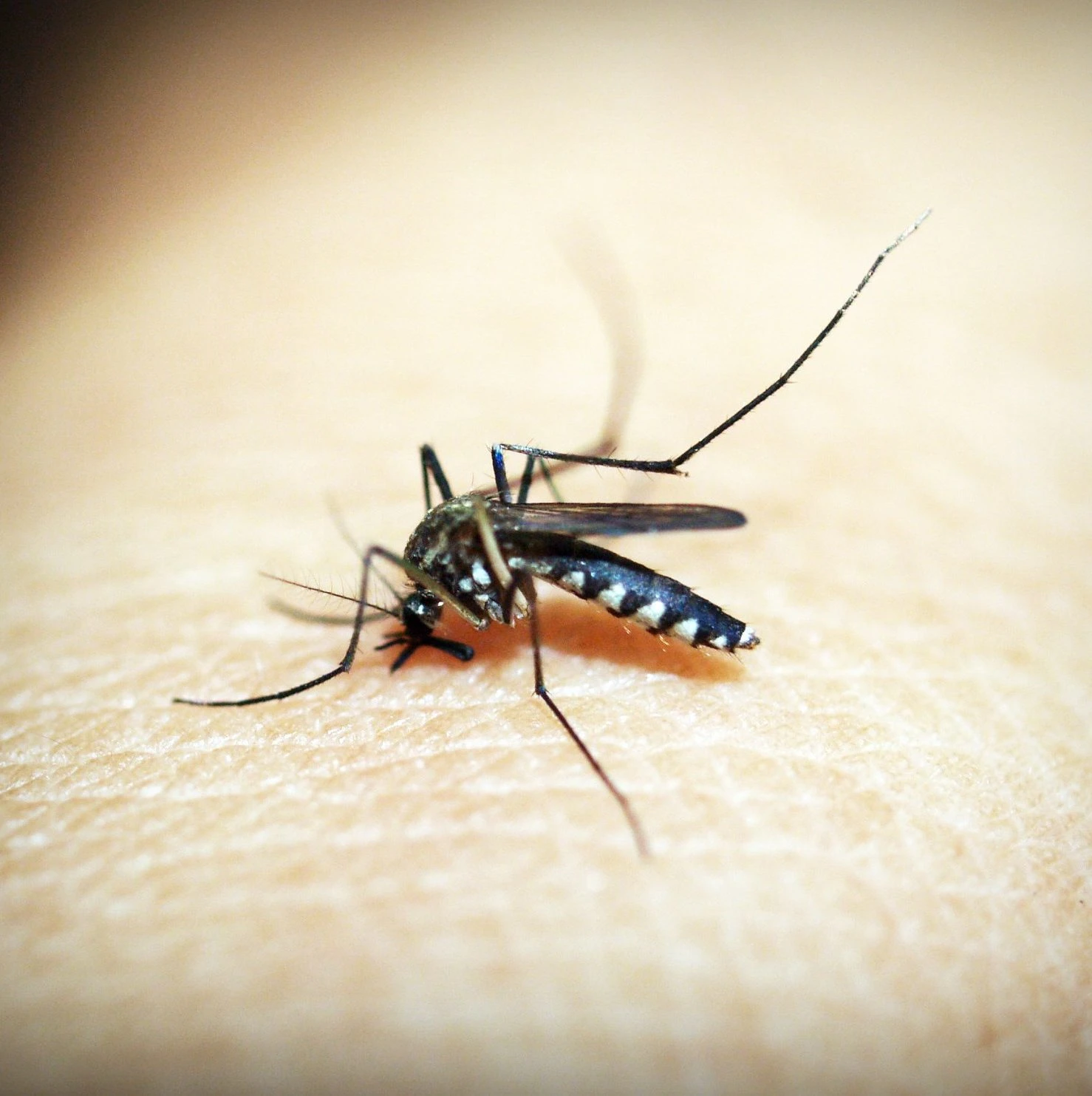 Chikungunya