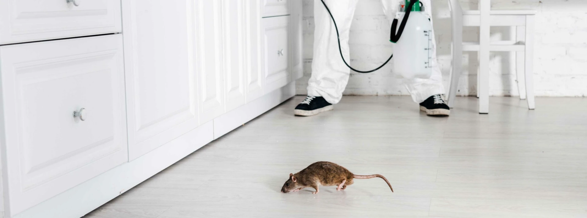 Como eliminar baratas, ratos, pulgas, formigas e outros insetos?
