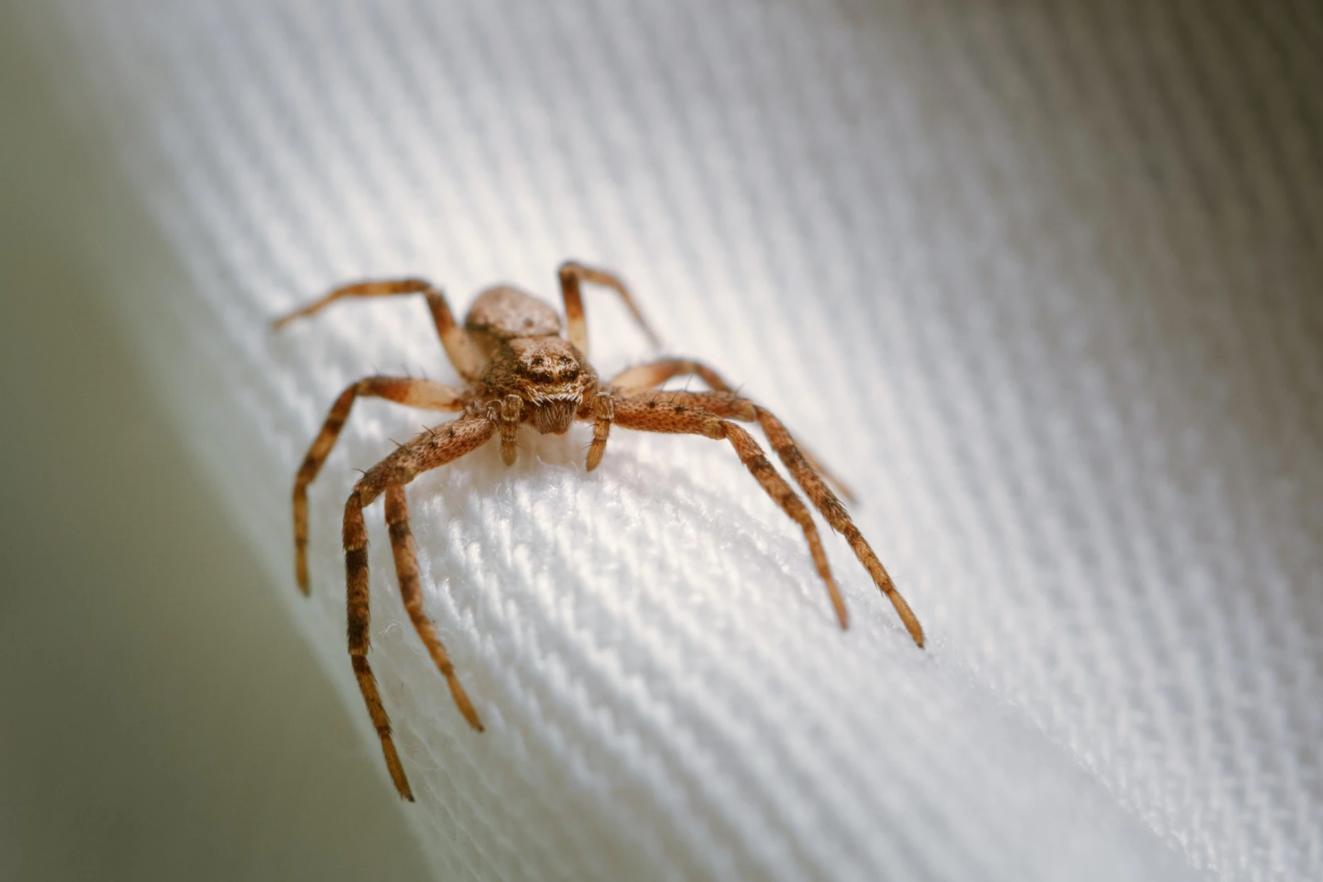 Curiosidades sobre a Aranha Marrom