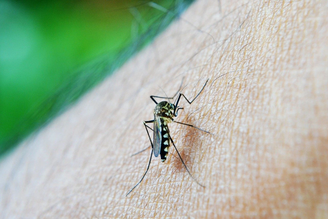 Formas de prevenção à dengue e outras pragas urbanas em condomínios e escolas