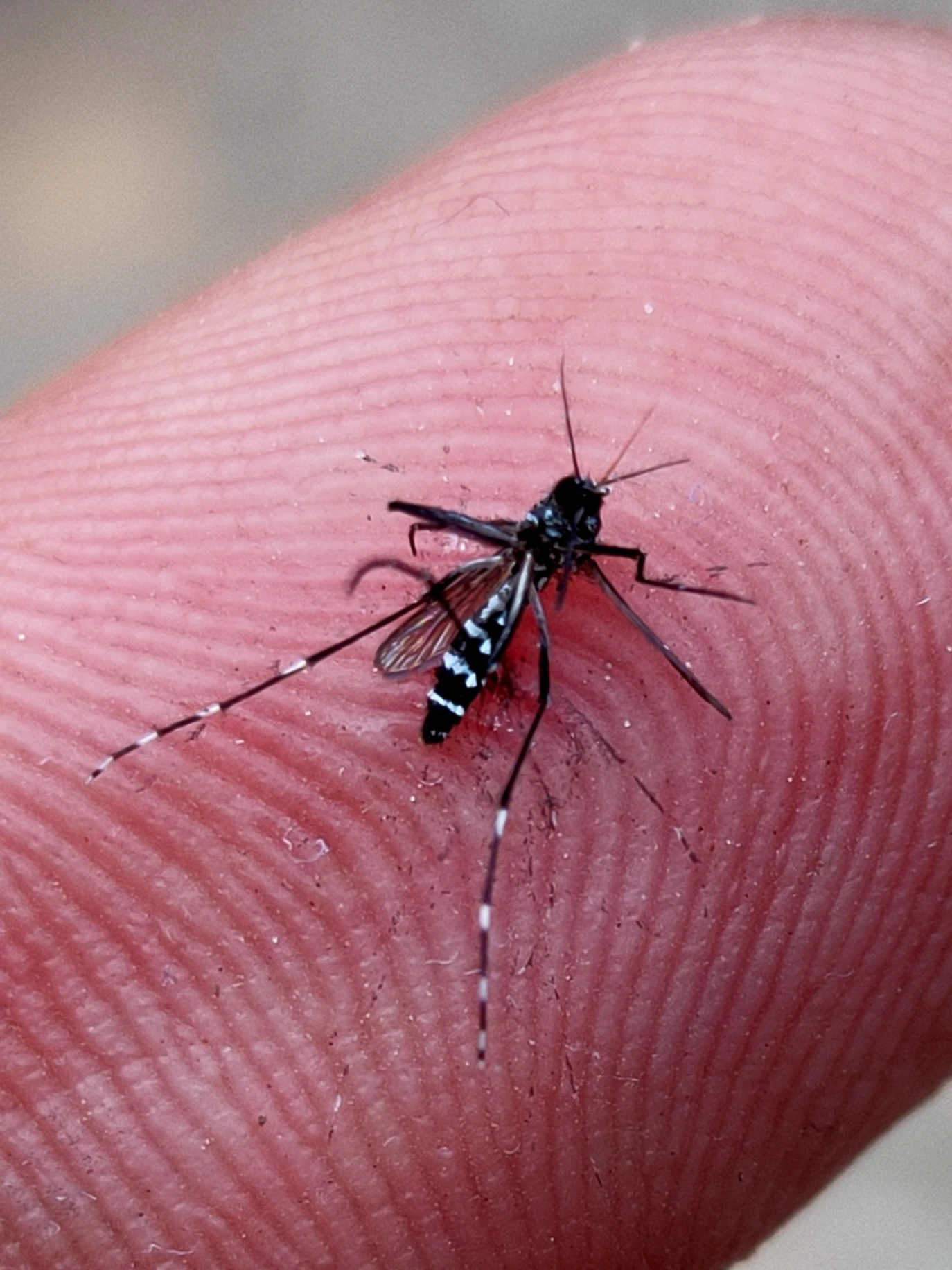 Mosquito – Aedes Aegypti