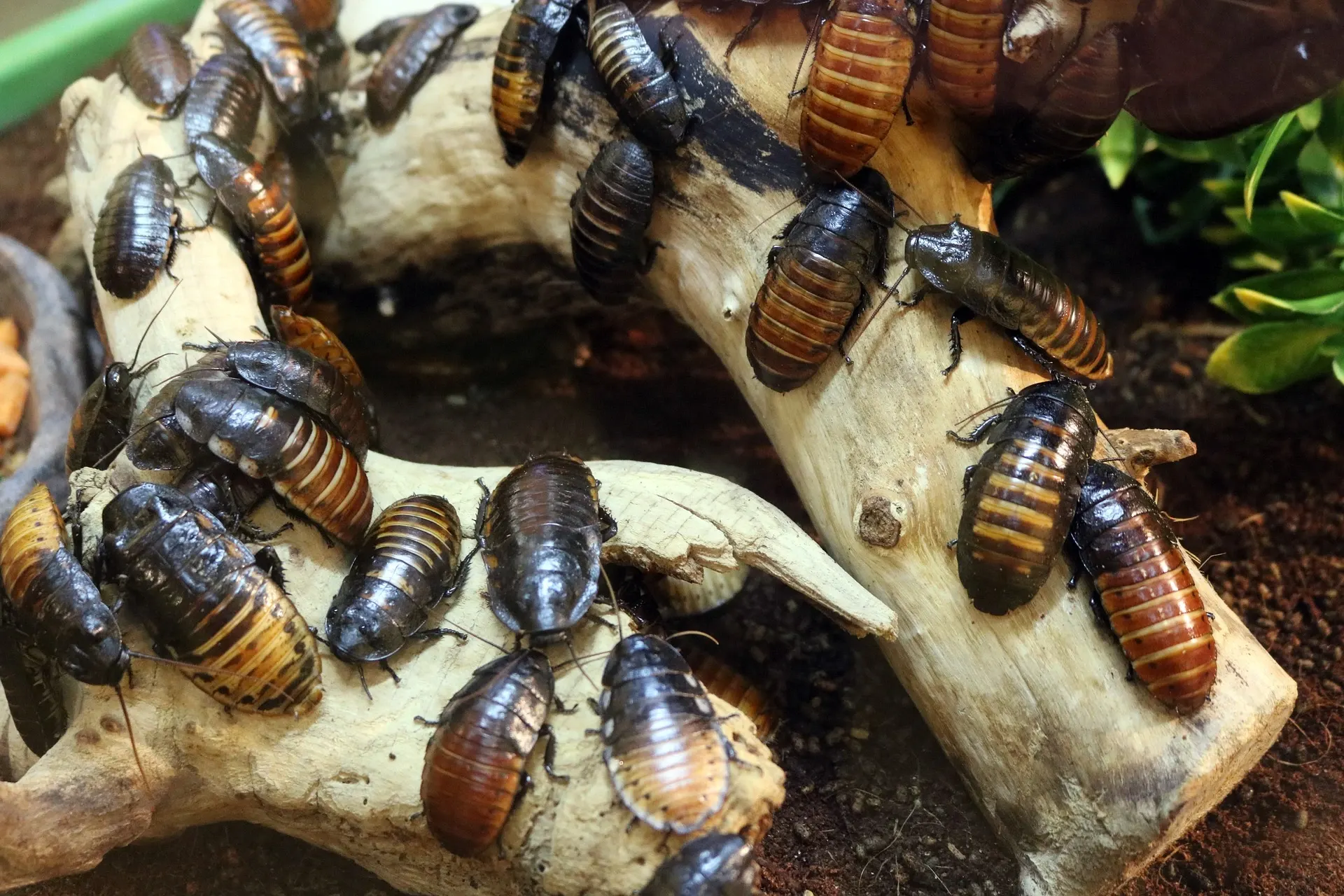 O aumento da infestação de baratas com o calor