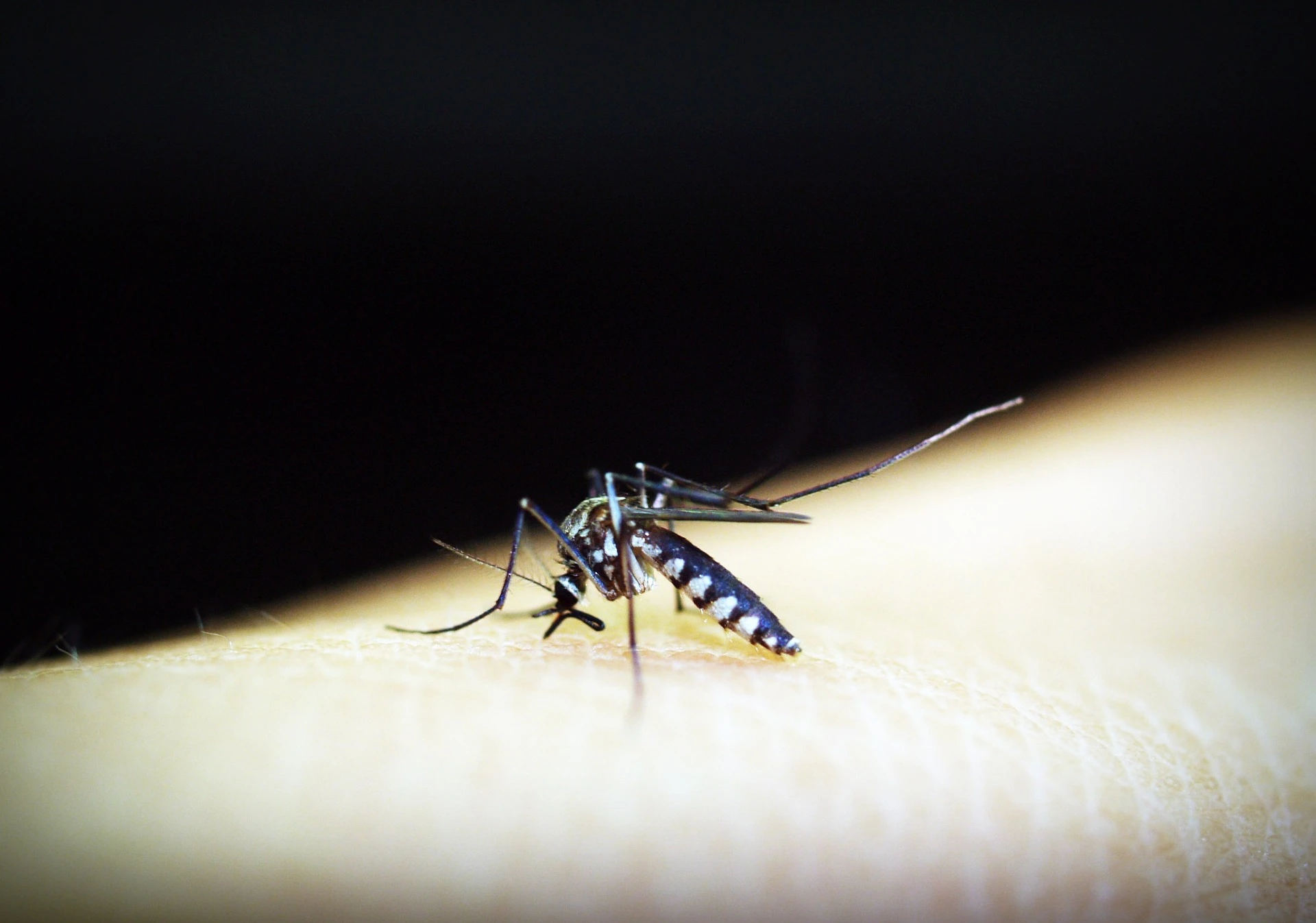 O controle da dengue nas escolas, empresas e condomínios