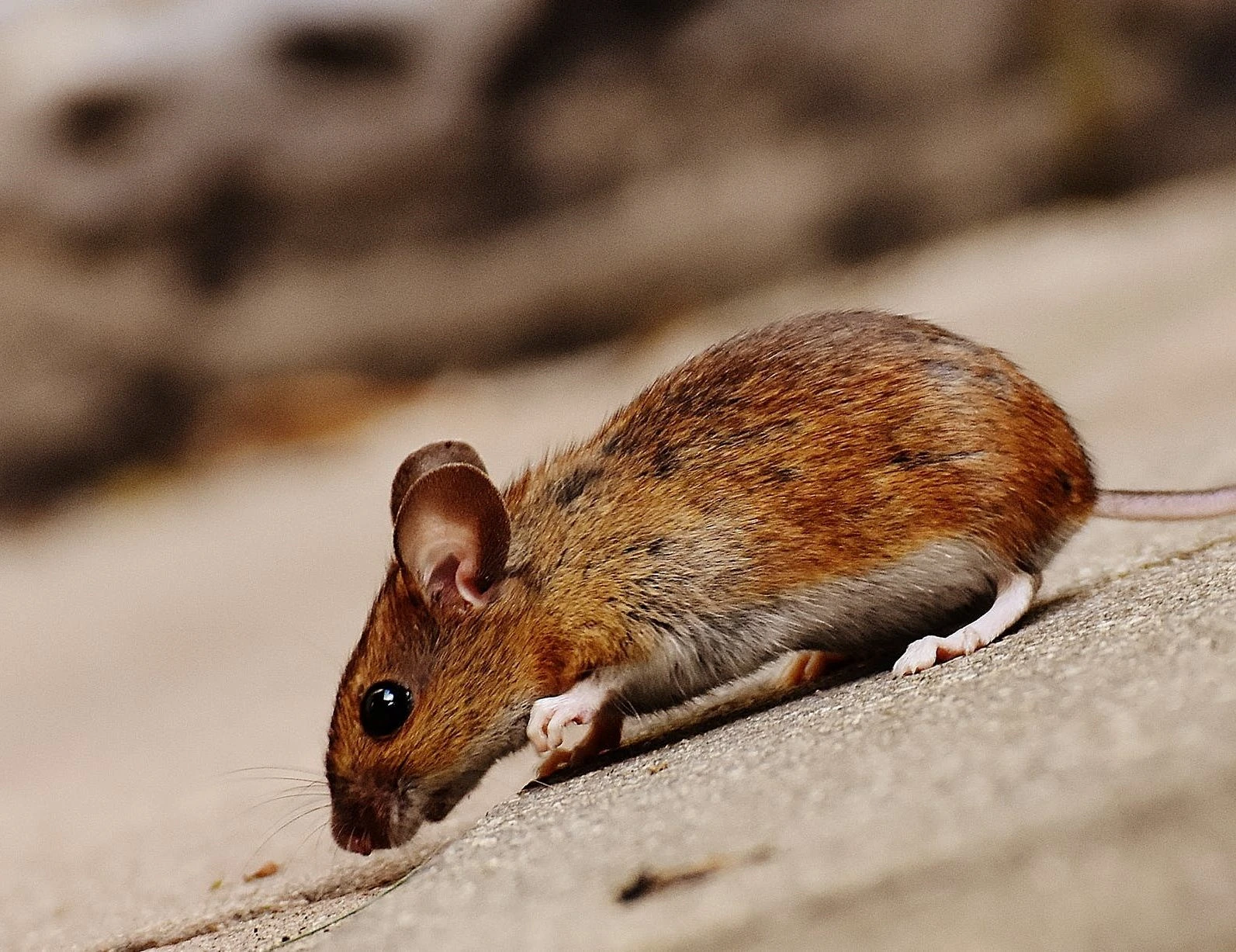 Por que se preocupar com ratos?