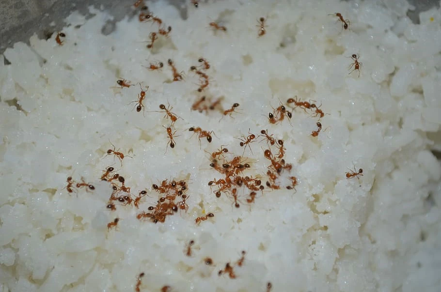 Pragas e alimentos