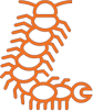 Lacraias